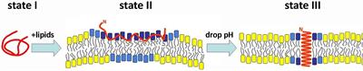 Targeting bladder urothelial carcinoma with pHLIP-ICG and inhibition of urothelial cancer cell proliferation by pHLIP-amanitin